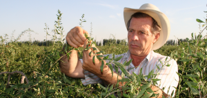 Gary Young picking wolfberries